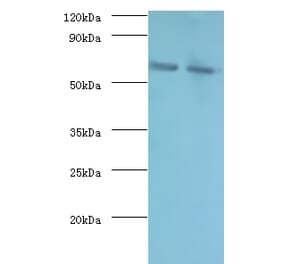 Negative elongation factor B Polyclonal Antibody from Signalway Antibody (42401) - Antibodies.com