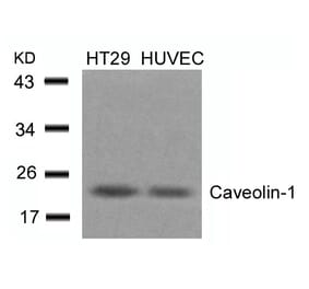 Western blot - Caveolin-1 (Ab-14) Antibody from Signalway Antibody (21112) - Antibodies.com