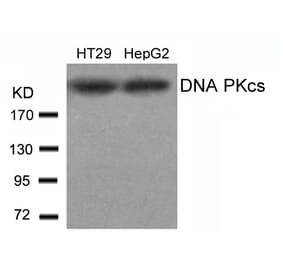 Western blot - DNA PKcs (Ab-2609) Antibody from Signalway Antibody (21179) - Antibodies.com