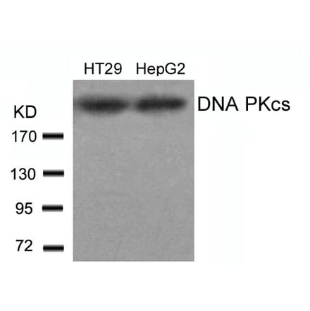 Western blot - DNA PKcs (Ab-2609) Antibody from Signalway Antibody (21179) - Antibodies.com