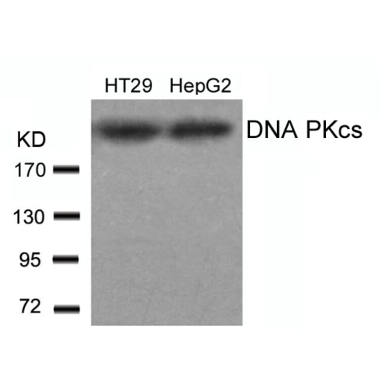 Western blot - DNA PKcs (Ab-2609) Antibody from Signalway Antibody (21179) - Antibodies.com