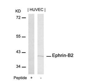 Western blot - Ephrin-B2 (Ab-316) Antibody from Signalway Antibody (21195) - Antibodies.com