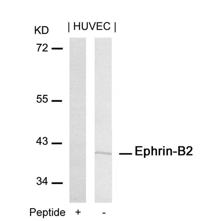 Western blot - Ephrin-B2 (Ab-316) Antibody from Signalway Antibody (21195) - Antibodies.com