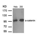 Western blot - a-catenin (Ab-641) Antibody from Signalway Antibody (21330) - Antibodies.com