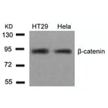 Western blot - b-Catenin (Ab-654) Antibody from Signalway Antibody (21520) - Antibodies.com