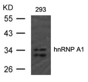 Western blot - hnRNP A1 (Ab-192) Antibody from Signalway Antibody (21555) - Antibodies.com