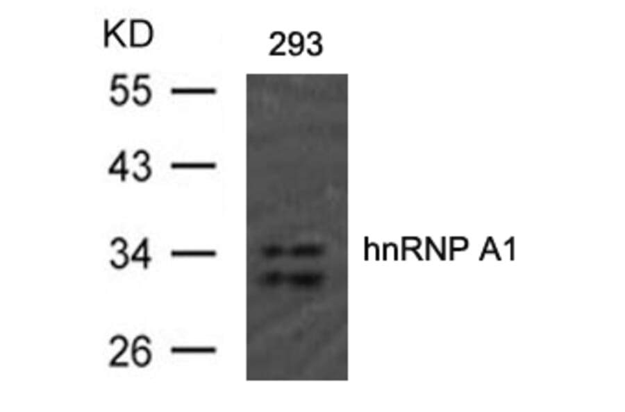 Western blot - hnRNP A1 (Ab-192) Antibody from Signalway Antibody (21555) - Antibodies.com