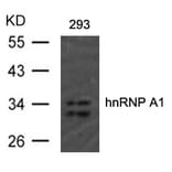 Western blot - hnRNP A1 (Ab-192) Antibody from Signalway Antibody (21555) - Antibodies.com