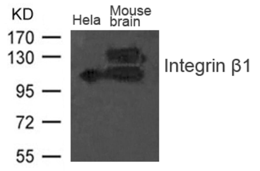Western blot - Integrin b1 (CD29) Antibody from Signalway Antibody (21614) - Antibodies.com