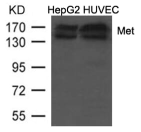 Western blot - Met (Ab-1234/1235) Antibody from Signalway Antibody (21685) - Antibodies.com