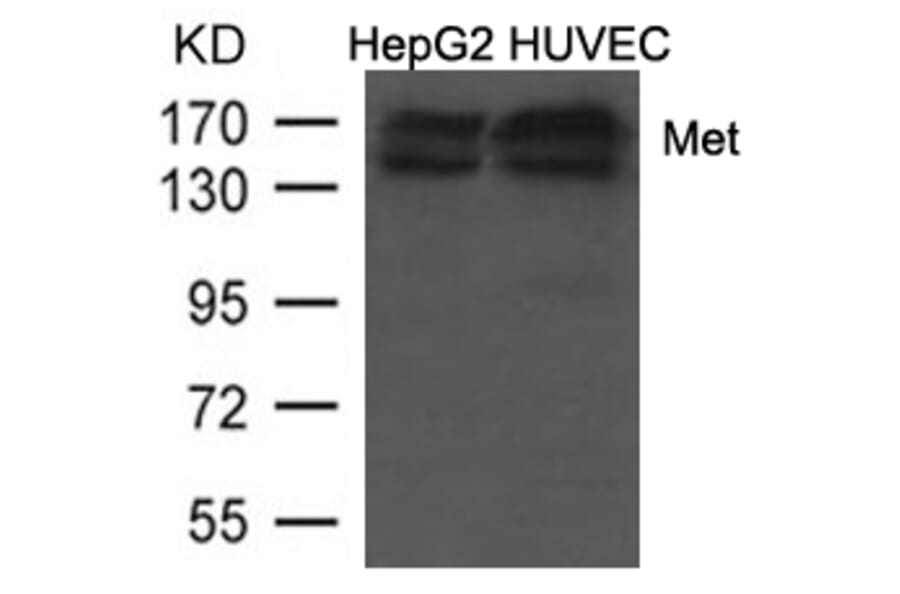Western blot - Met (Ab-1234/1235) Antibody from Signalway Antibody (21685) - Antibodies.com