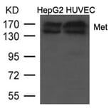 Western blot - Met (Ab-1234/1235) Antibody from Signalway Antibody (21685) - Antibodies.com