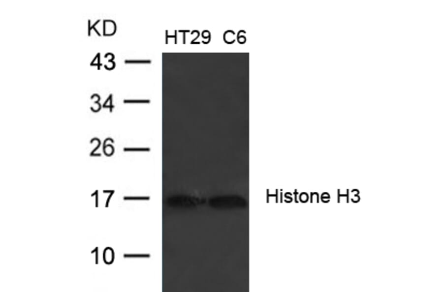 Western blot - Histone H3 (Ab-27) Antibody from Signalway Antibody (21689) - Antibodies.com