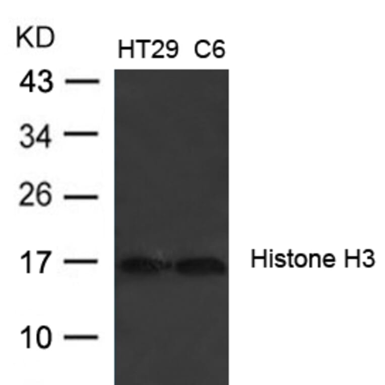 Western blot - Histone H3 (Ab-27) Antibody from Signalway Antibody (21689) - Antibodies.com