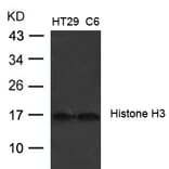 Western blot - Histone H3 (Ab-27) Antibody from Signalway Antibody (21689) - Antibodies.com