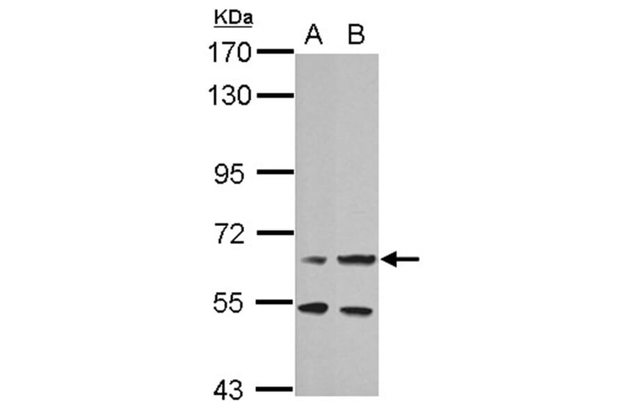 prolactin receptor antibody from Signalway Antibody (22526) - Antibodies.com