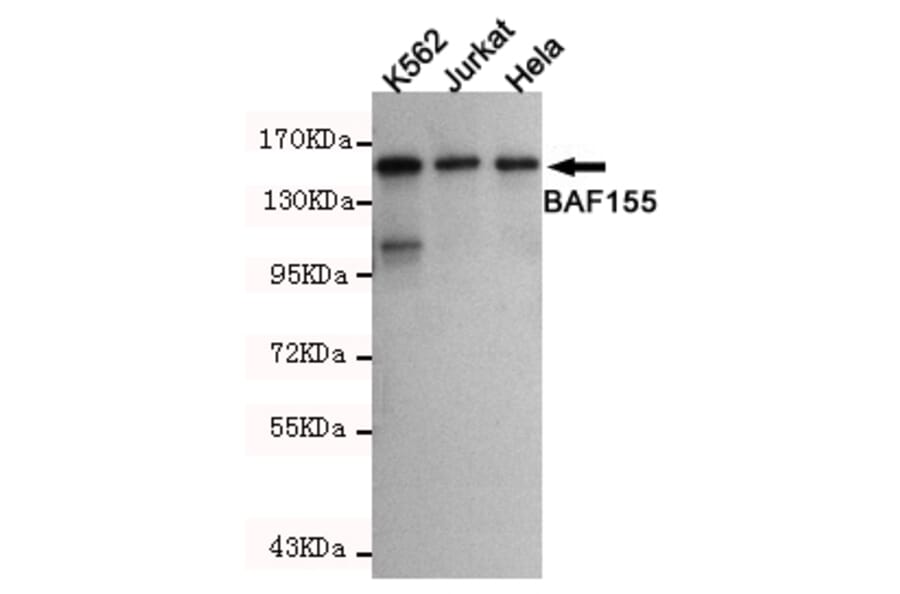 Western blot - SMARCC1 Monoclonal Antibody from Signalway Antibody (27185) - Antibodies.com