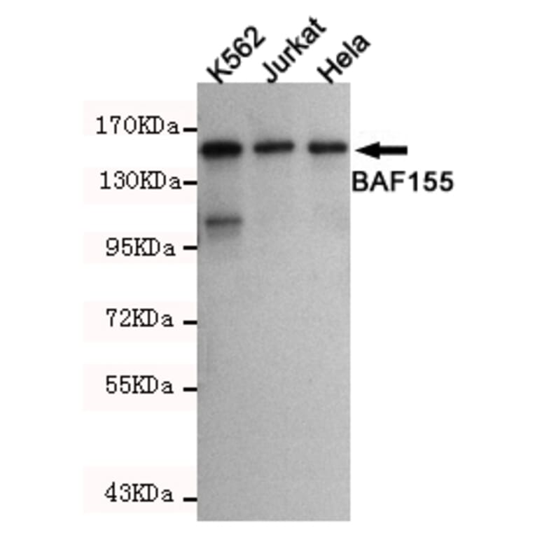 Western blot - SMARCC1 Monoclonal Antibody from Signalway Antibody (27185) - Antibodies.com