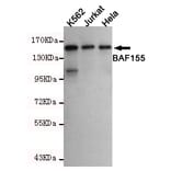 Western blot - SMARCC1 Monoclonal Antibody from Signalway Antibody (27185) - Antibodies.com