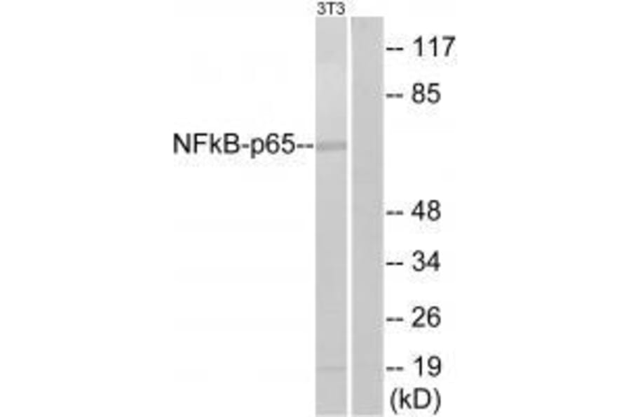 Western blot - NF-κB p65 (Ab-311) Antibody from Signalway Antibody (33198) - Antibodies.com