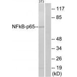 Western blot - NF-κB p65 (Ab-311) Antibody from Signalway Antibody (33198) - Antibodies.com