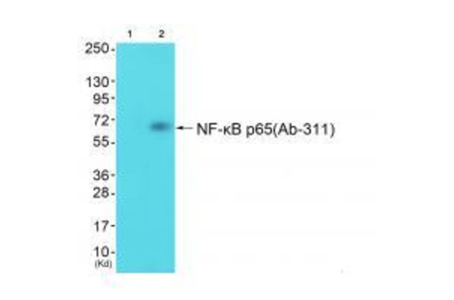 Western blot - NF-κB p65 (Ab-311) Antibody from Signalway Antibody (33198) - Antibodies.com