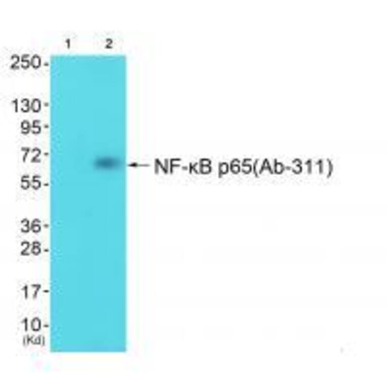 Western blot - NF-κB p65 (Ab-311) Antibody from Signalway Antibody (33198) - Antibodies.com