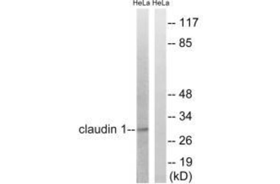Western blot - Claudin 1 (Ab-210) Antibody from Signalway Antibody (33278) - Antibodies.com