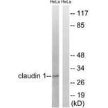 Western blot - Claudin 1 (Ab-210) Antibody from Signalway Antibody (33278) - Antibodies.com