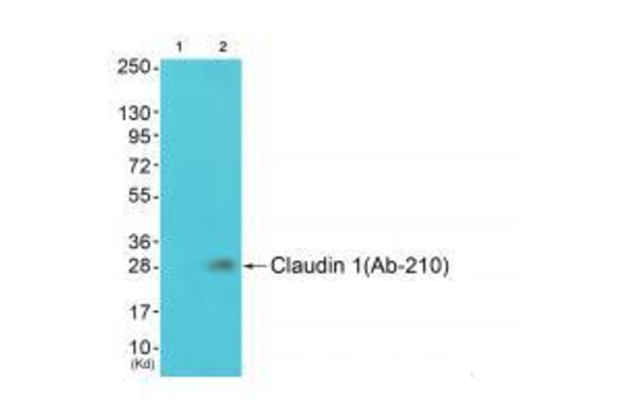 Western blot - Claudin 1 (Ab-210) Antibody from Signalway Antibody (33278) - Antibodies.com