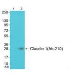 Western blot - Claudin 1 (Ab-210) Antibody from Signalway Antibody (33278) - Antibodies.com