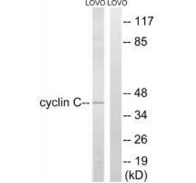 Western blot - Cyclin C (Ab-275) Antibody from Signalway Antibody (33282) - Antibodies.com