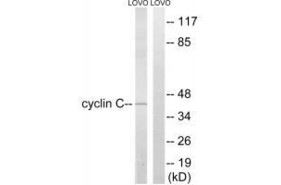 Western blot - Cyclin C (Ab-275) Antibody from Signalway Antibody (33282) - Antibodies.com
