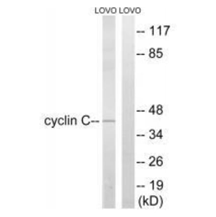 Western blot - Cyclin C (Ab-275) Antibody from Signalway Antibody (33282) - Antibodies.com