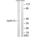 Western blot - Cyclin C (Ab-275) Antibody from Signalway Antibody (33282) - Antibodies.com