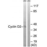 Western blot - Cyclin D2 (Ab-280) Antibody from Signalway Antibody (33283) - Antibodies.com