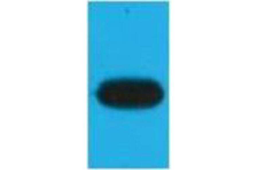Western blot - mOrange Monoclonal Antibody from Signalway Antibody (40480) - Antibodies.com