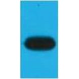 Western blot - mOrange Monoclonal Antibody from Signalway Antibody (40480) - Antibodies.com