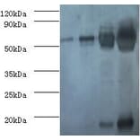 RuBisCO Polyclonal Antibody from Signalway Antibody (42065) - Antibodies.com
