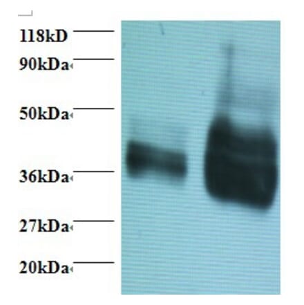 Gliadin Polyclonal Antibody from Signalway Antibody (42101) - Antibodies.com