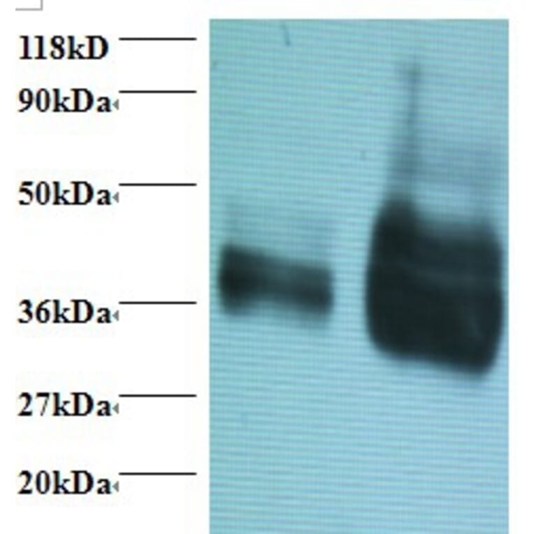 Gliadin Polyclonal Antibody from Signalway Antibody (42101) - Antibodies.com