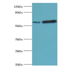 MAPKAP1 Polyclonal Antibody from Signalway Antibody (42671) - Antibodies.com