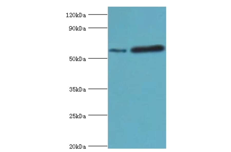 MAPKAP1 Polyclonal Antibody from Signalway Antibody (42671) - Antibodies.com