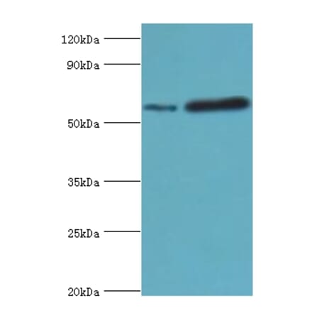 MAPKAP1 Polyclonal Antibody from Signalway Antibody (42671) - Antibodies.com