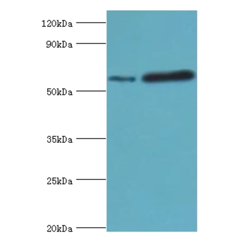 MAPKAP1 Polyclonal Antibody from Signalway Antibody (42671) - Antibodies.com