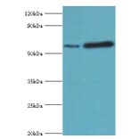 MAPKAP1 Polyclonal Antibody from Signalway Antibody (42671) - Antibodies.com
