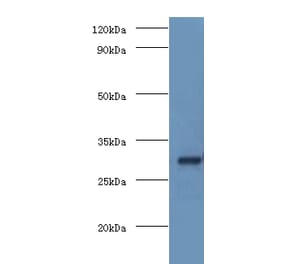 COP9 signalosome complex subunit 7a Polyclonal Antibody from Signalway Antibody (42685) - Antibodies.com