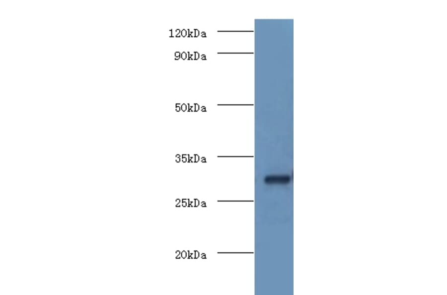 COP9 signalosome complex subunit 7a Polyclonal Antibody from Signalway Antibody (42685) - Antibodies.com