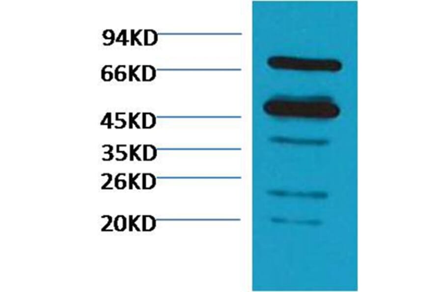 Western blot - Rubisco Mouse Polyclonal Antibody (Large Chain) from Signalway Antibody (38084) - Antibodies.com