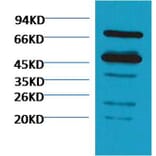 Western blot - Rubisco Mouse Polyclonal Antibody (Large Chain) from Signalway Antibody (38084) - Antibodies.com